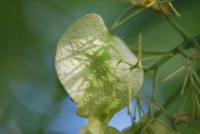 Ptelea trifoliata 'Aurea' - křídlatec trojlistý - plod